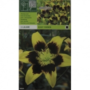  Easy Dance.  Лилия Танго. (Легкий танец)