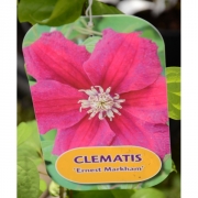  Клематис C. (Pat) 'Ernest Markham'                         