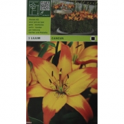  Lilium Cancun.  Лилия Канкун. 