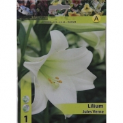   Lilium Jules Verne.  Лилия Жюля Верна. 