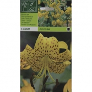  Lilium Leichtlinii. Лилия  Лейхтлина. 