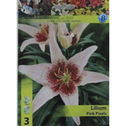  Lilium Pink Pixels. Лилия Розовые пиксели. 