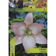  Lilium Samur.  Лилия Самур.