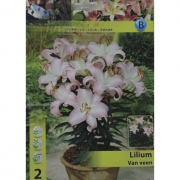  Lilium Van  veen.   Лилия Ван Вин. 