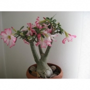 Адениум обесум