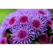 Агератум Хоустона