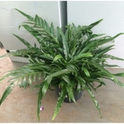 Аглаоморфа