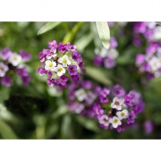 Алиссум морской