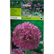 Аллиум Aflatunense