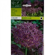 Аллиум Альбопилосум(Albopilosum)