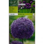 Аллиум Гладиатор(Gladiator)
