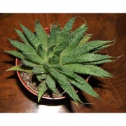 Алое аристата (суккулент)