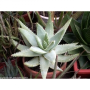 Алое Бревифолия