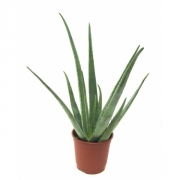 Алоэ вера, столетник (алое)