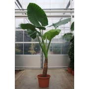 Алоказия 55/320