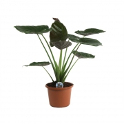 Алоказия Венти