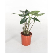 Алоказия зебрина 24/80