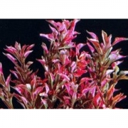 Альтернантера Бетзика