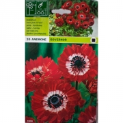 Анемона Говернор(Governor)