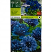 Анемона Лорд Лейтенант(Lord Lieutenant)