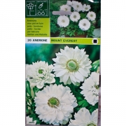 Анемона Маунт Эверест(Mount Everest)