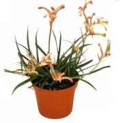 Анигозантос