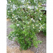 Арония черноплодная