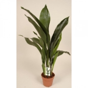 Аспидистра