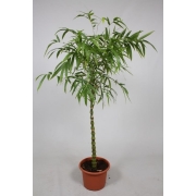 Бамбуза Вульгарис