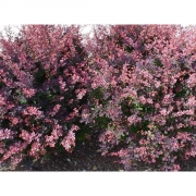 Барбарис оттавский 'Суперба'