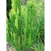 Барбарис тунберга 'Эректа'