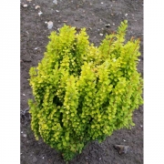 Барбарис тунберга 'Голден Рокет'