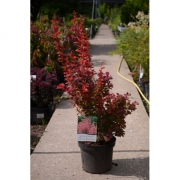 Барбарис тунберга 'Оранж Рокет'