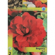 Бегония Begonia Red. Бегония красная