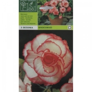 Бегония Bridesmaid. Подружка невесты