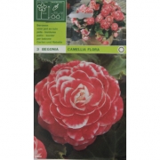 Бегония Camellia Flora. Камелия Флора 