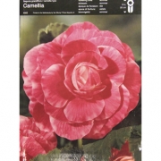 Бегония Camellia