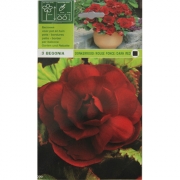 Бегония Donkerrood/ Dark red. Темно-красная. Донкерруд