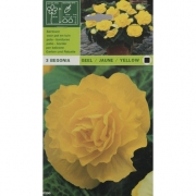 Бегония Geel  jaune yellow. Гил Джаун желтый