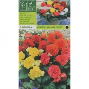 Бегония Gemengd/Melange/mixed  - смешанные