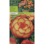 Бегония Harlequin. Арлекин