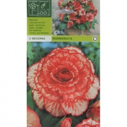 Бегония Marmorata. Мармората 