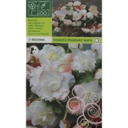 Бегония Odorata fragrant white. Одорота ароматная белая. 