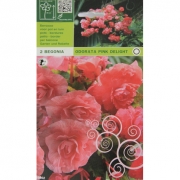 Бегония Odorata pink delight. Одорта Розовый восторг 