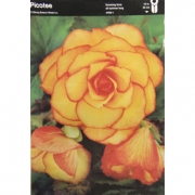 Бегония Picotee/orange