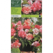 Бегония Pink balcony. Розовый балкон