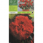 Бегония Rood/Rouge/Red красная