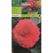 Бегония Roze/Rose /Pink  розовая 