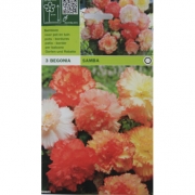 Бегония Samba. Самба 