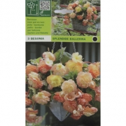 Бегония Splendide Ballerina. Превосходная балерина